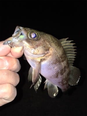 明石周辺メバリング