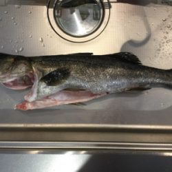 激流シーバスフィッシング！！