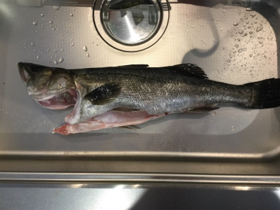 激流シーバスフィッシング！！