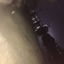 石津川シーバス