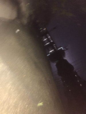 石津川シーバス