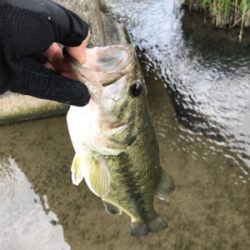 ほぼ無風でも巻物