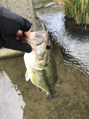 ほぼ無風でも巻物