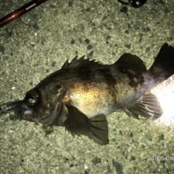 メバルプラッキング