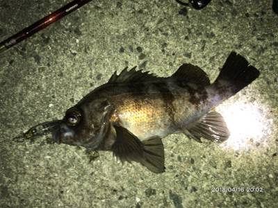 メバルプラッキング