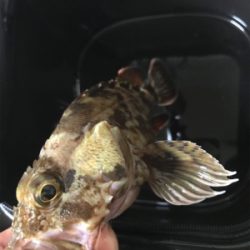 子供とキワ釣り♪