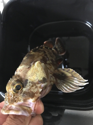 子供とキワ釣り♪