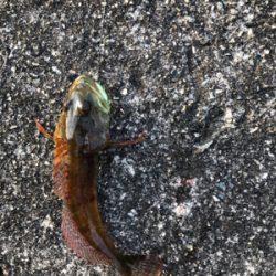 久しぶりの釣行！