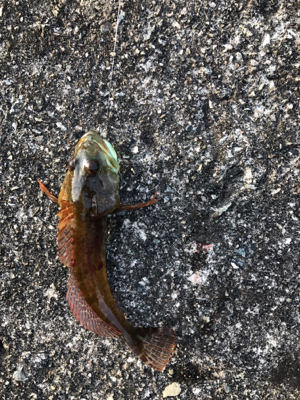 久しぶりの釣行！