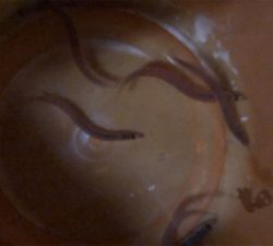 シーバスボイル