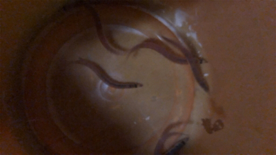 シーバスボイル