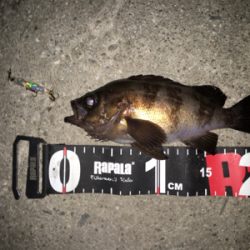 舞洲バチパターン