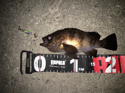 舞洲バチパターン