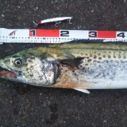 阿南市でサワラ