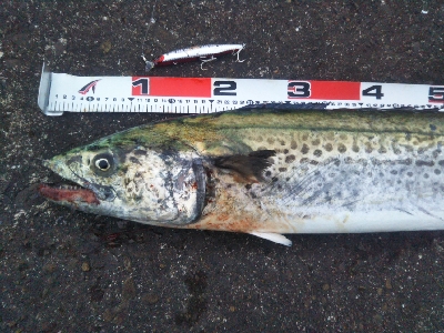 阿南市でサワラ