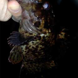 鯵の気配はするものの