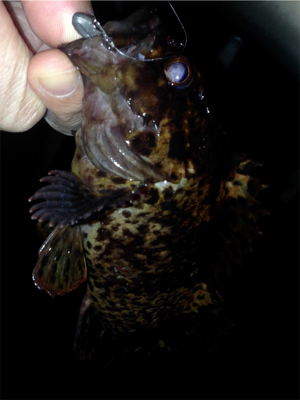 鯵の気配はするものの