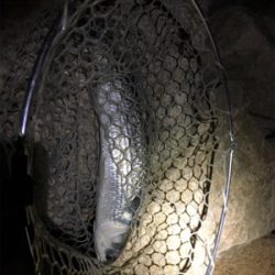 淀川ブリームゲーム ボラボラボラ