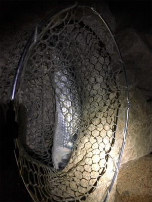 淀川ブリームゲーム ボラボラボラ