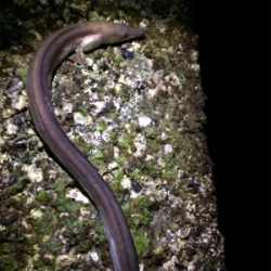 アオリからの…