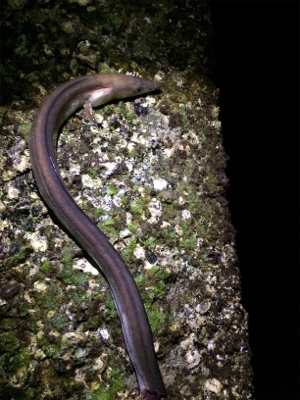 アオリからの…