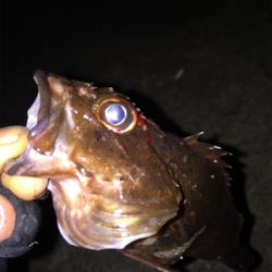 ボトム生命反応検査