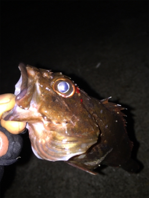 ボトム生命反応検査