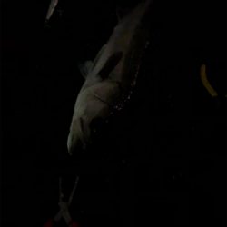 武庫川ちょうしよい？