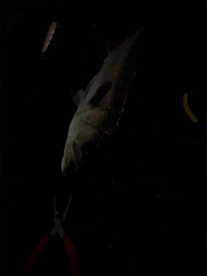 武庫川ちょうしよい？