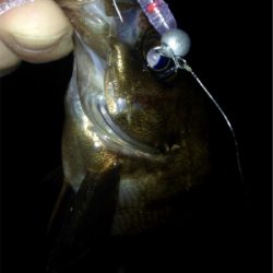 アジング成立！