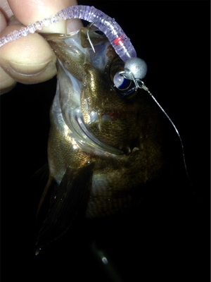 アジング成立！