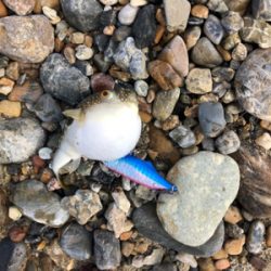 メバルはぼちぼち