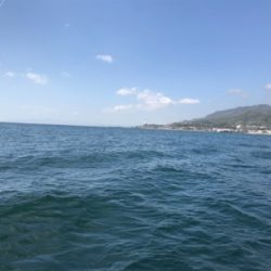 鯛サビキ  魚英