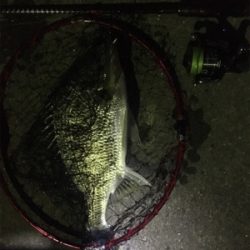 キビレは裏切らない