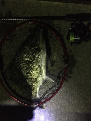 キビレは裏切らない