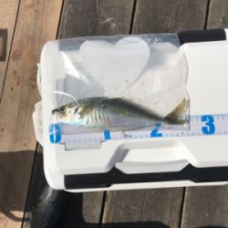 リベンジデカアジ