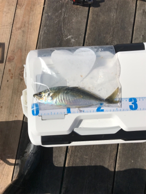 リベンジデカアジ