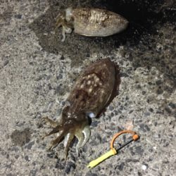 コウイカ 釣行
