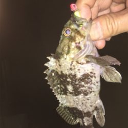 メバルはどこに…？