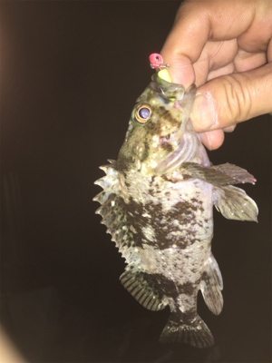 メバルはどこに…？