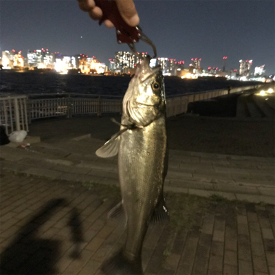 バチパターン三度