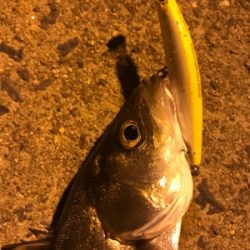 ナイトシーバス♪