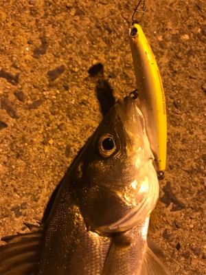 ナイトシーバス♪