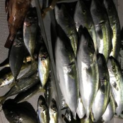 バチコンアジ・メバのはずが…(釣行 其の拾八)