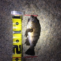 バチパターンメバリング！