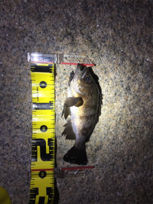 バチパターンメバリング！