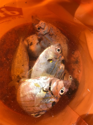 ちょい投げキス釣り