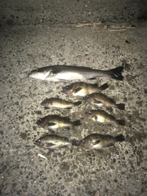 メバルを釣りに