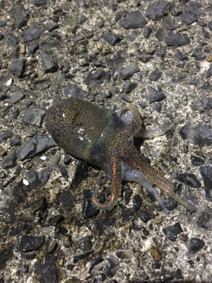 コウイカ釣行