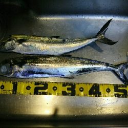 サゴシ釣れてます。